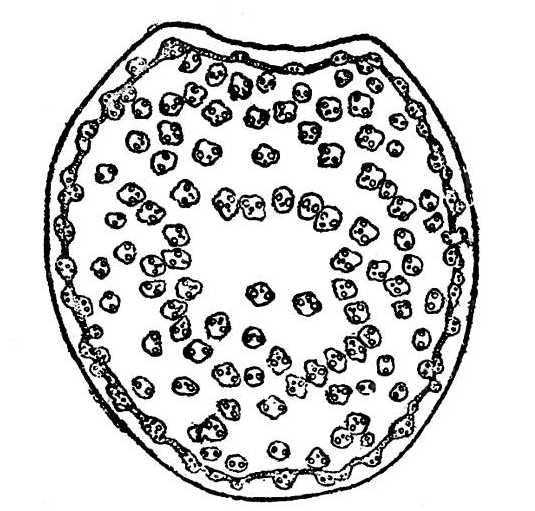 Transverse section of the stem of Pennisetum cenchroides. × 20.png