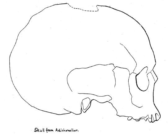Skull.PNG
