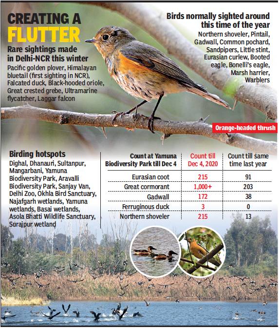 Delhi: Birds - Indpaedia