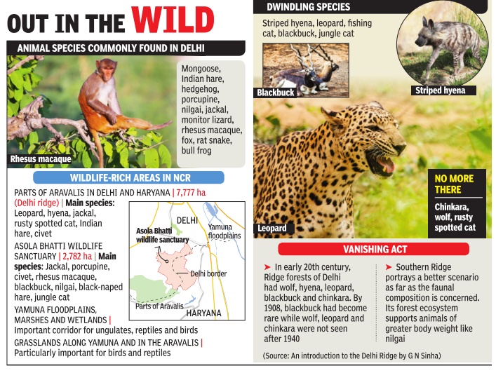 Delhi: Wildlife (Fauna) - Indpaedia